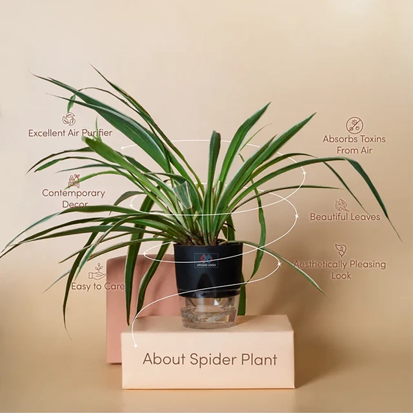 Spider Plant