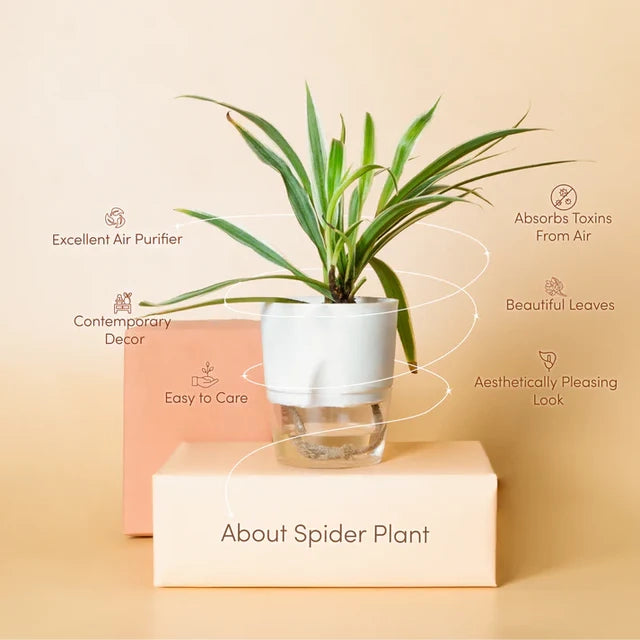 Spider Plant