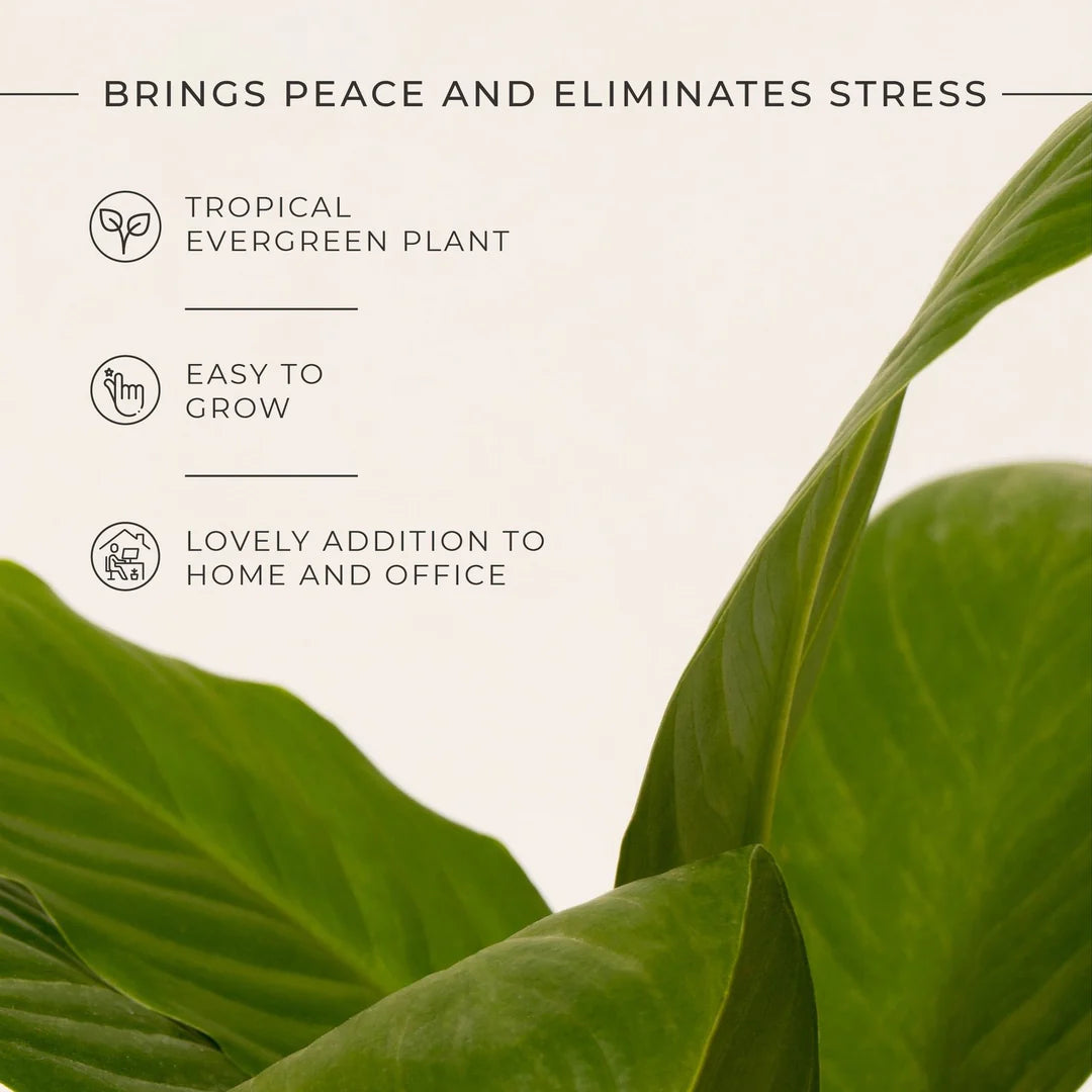 Peace Lily Plant