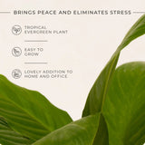 Peace Lily Plant