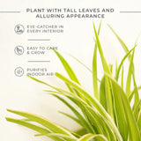 Spider Plant