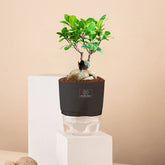 Lucky Bonsai Plant Black