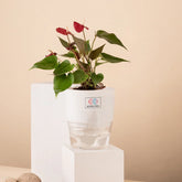 Anthurium Red Plant White