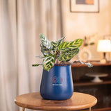 Peacock Plant