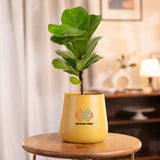 Fiddle Fig Plant with Aura Planter