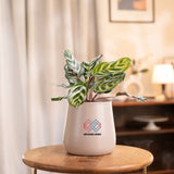 Peacock Plant