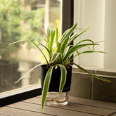 Spider Plant Black