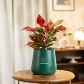 Aglaonema Lipstick Plant