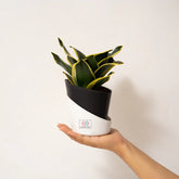 Goldan Hahnii Snake Plant Black