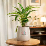 Calathea Rufibarba Plant