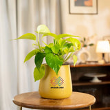 Golden Money Plant