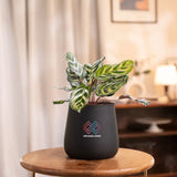 Peacock Plant