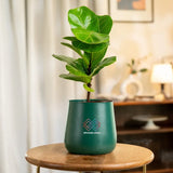 Fiddle Fig Plant with Aura Planter