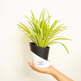 Spider Plant Black