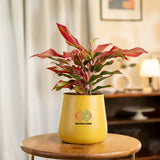 Aglaonema Lipstick Plant