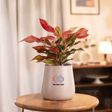 Aglaonema Lipstick Plant