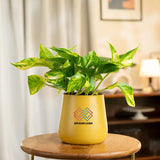 Money Variegated Plant