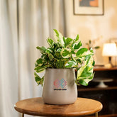 Money N'Joy Plant Cream