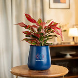 Aglaonema Lipstick Plant