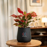Aglaonema Lipstick Plant