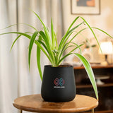 Spider Plant