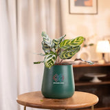 Peacock Plant
