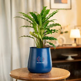 Calathea Rufibarba Plant