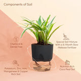 Spider Plant