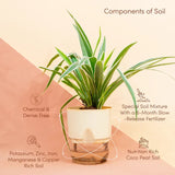 Spider Plant