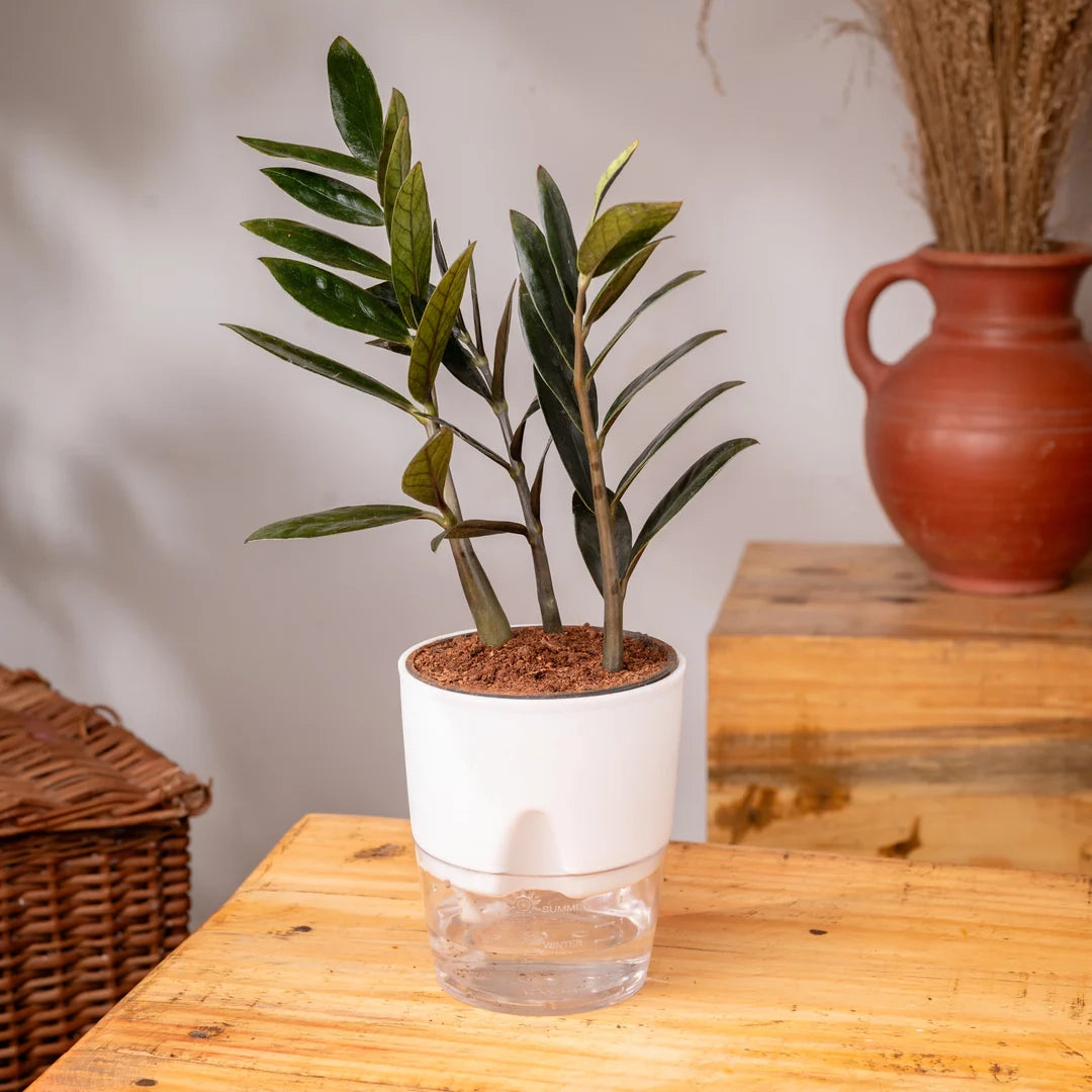 ZZ-Zamia Green Plant White