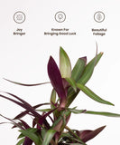 Oyster Plant