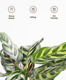 Peacock Plant