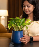 Money Variegated Plant