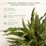 Calathea Triostar Plant