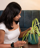 Spider Plant