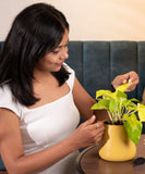Golden Money Plant