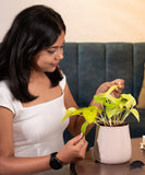 Golden Money Plant