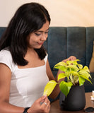 Golden Money Plant
