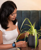 Spider Plant