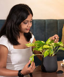 Money Variegated Plant