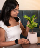 Fiddle Fig Plant with Aura Planter