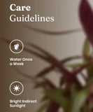 Oyster Plant