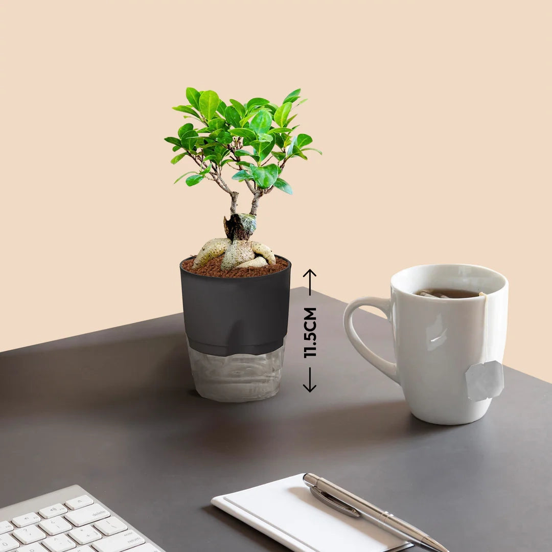 Lucky Bonsai Plant