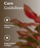 Aglaonema Lipstick Plant