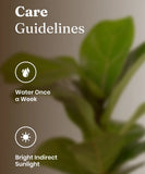 Fiddle Fig Plant with Aura Planter