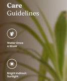 Spider Plant