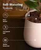 Fiddle Fig Plant with Aura Planter