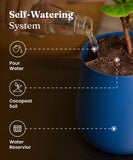 Oyster Plant