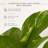 Money Plant Variegated