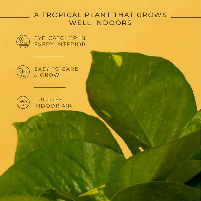 Money Plant Variegated